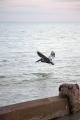 IMG_2446 pelican in flight